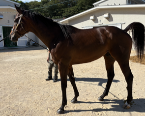 エイシンパルサー　　牡４歳　　※地方競馬　在籍_main1