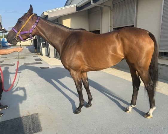 プロピエダッド　　牝４歳　　※地方競馬　在籍_main1