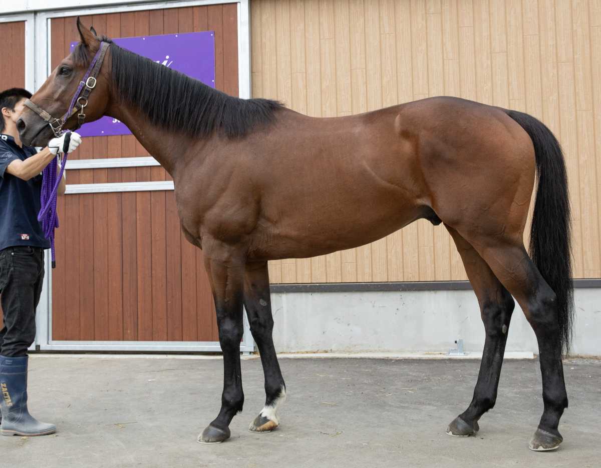 アンエクスプロード　　牡４歳　　※地方競馬　在籍_main1