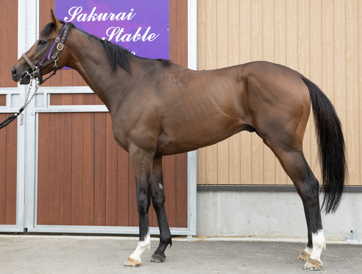 パルヴェニュー　　牡４歳　　※地方競馬　在籍_main1