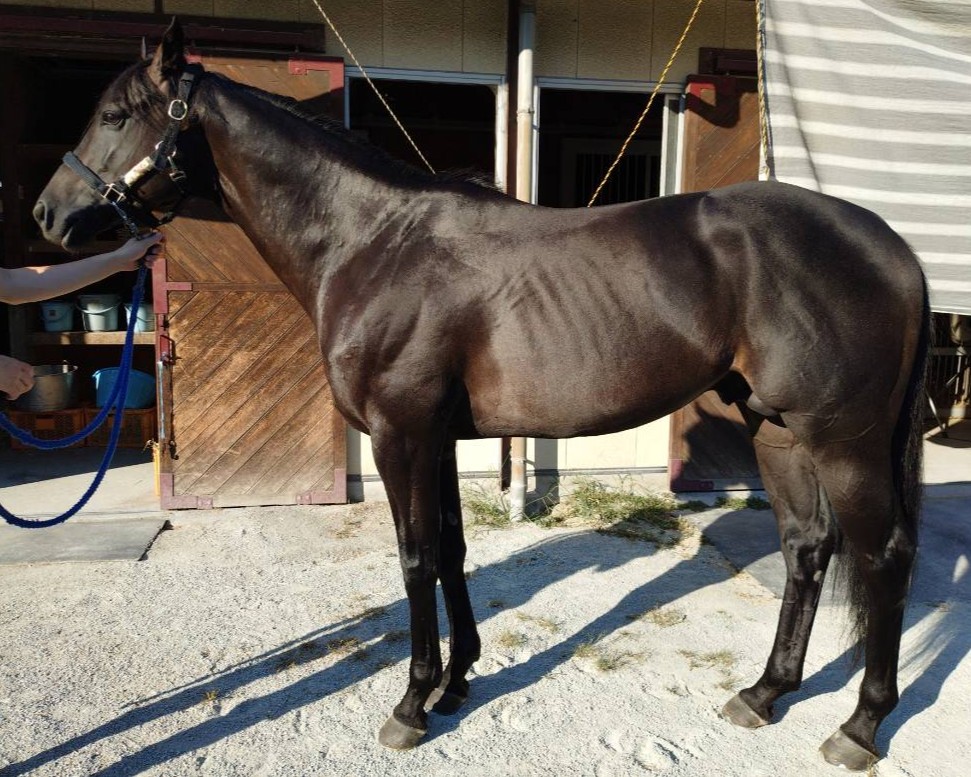 アドーネ　　牡５歳　　※地方競馬　在籍_main1