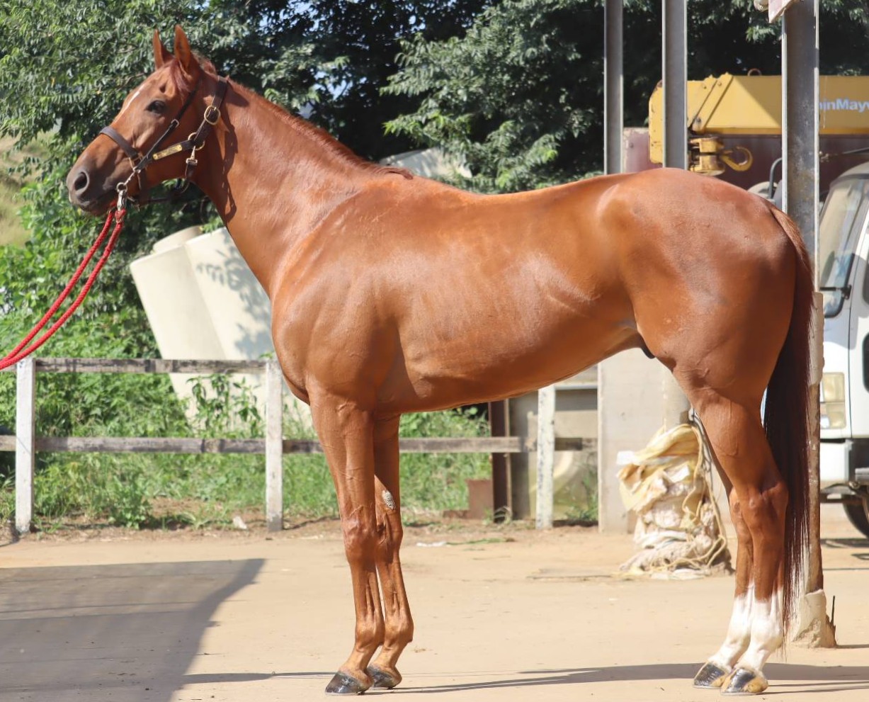 サイアンドコー　　セン６歳　　※地方競馬　在籍_main1