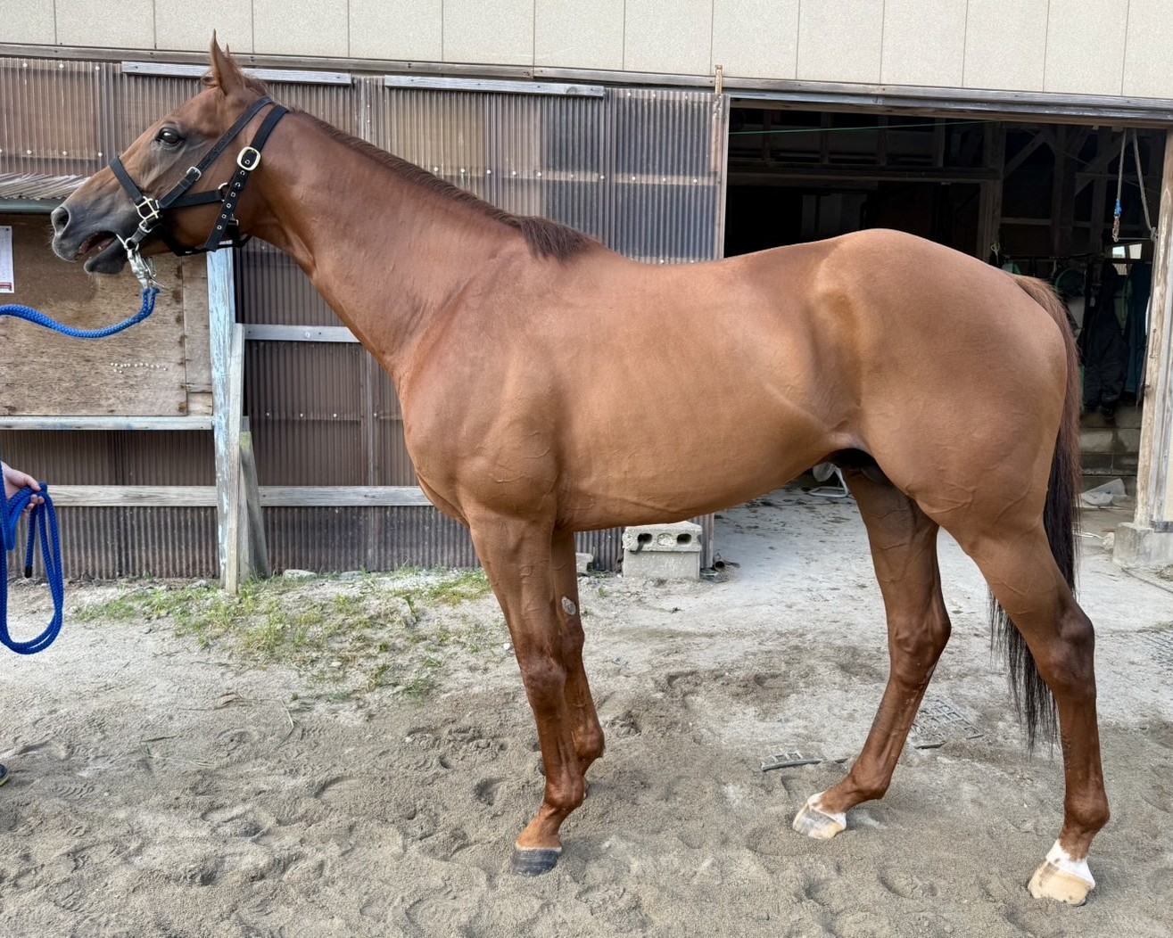 ネオネオモッズ　　牡７歳　　※地方競馬　在籍_main1