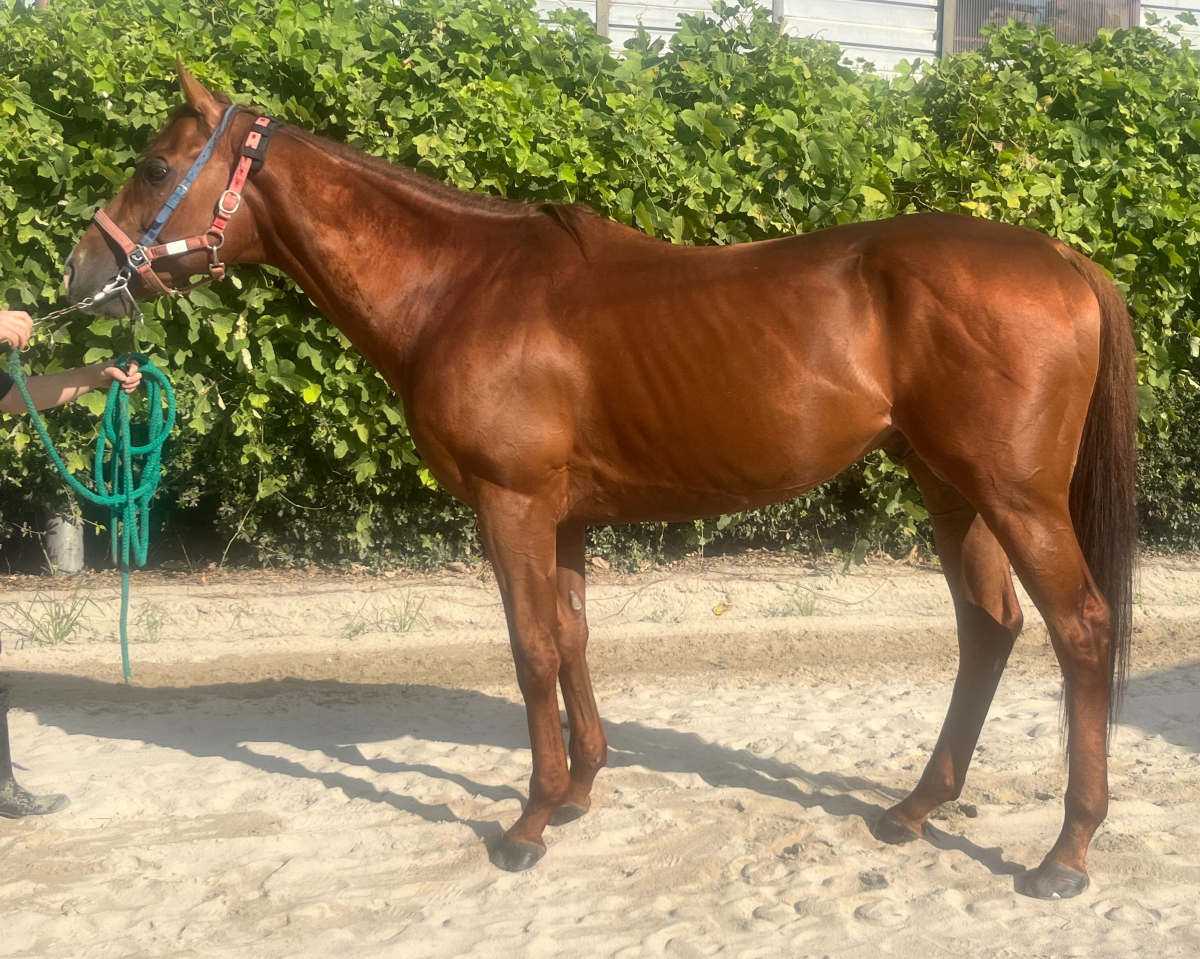 スカリーワグ　　牡８歳　　※地方競馬　在籍_main1
