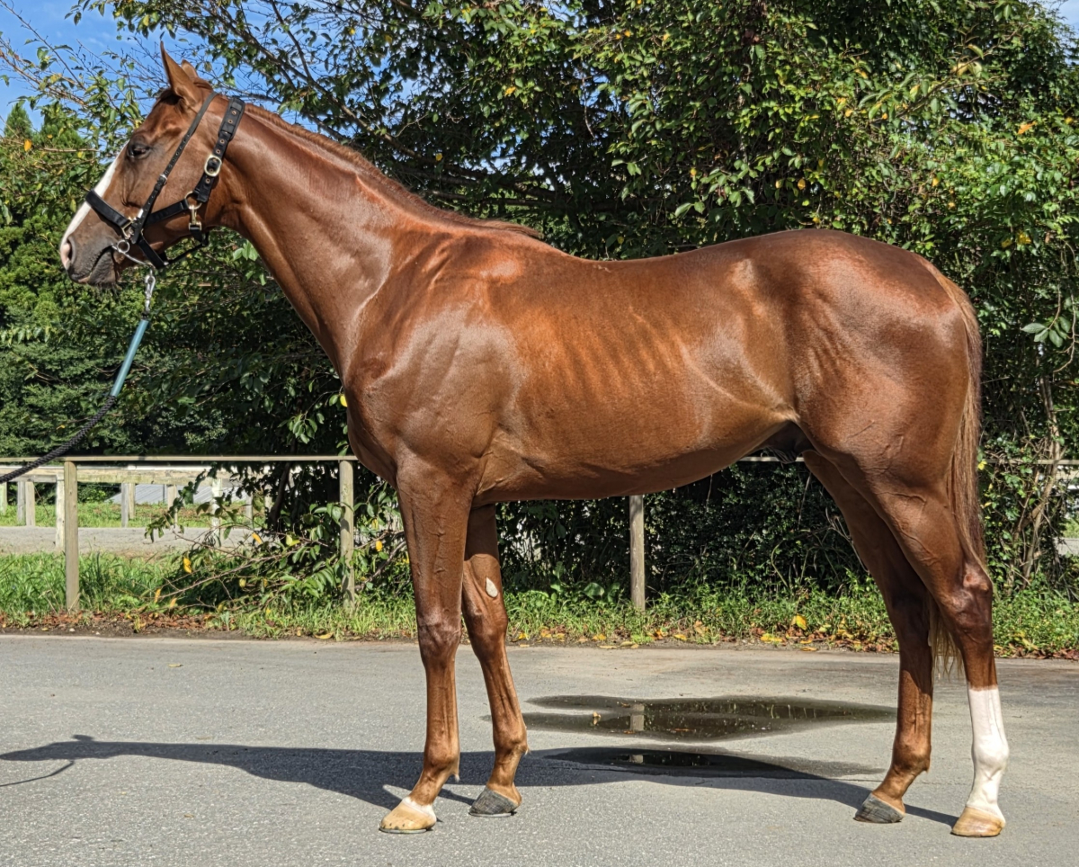 ミュークゼウス　　牡２歳　　※中央競馬　登録抹消_main1