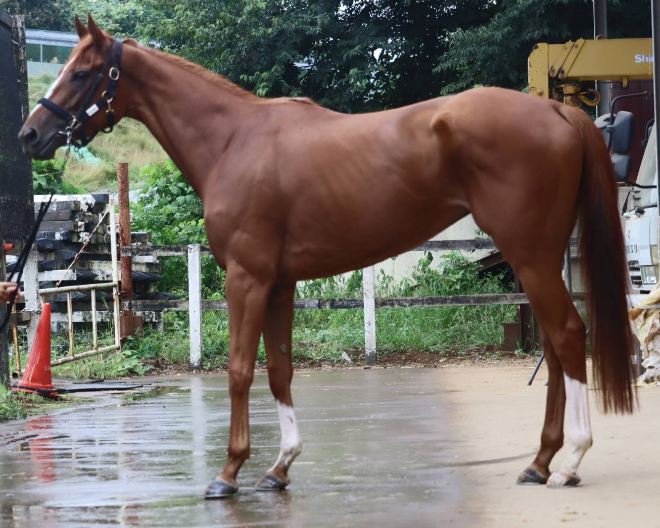 モリガン　　牝３歳　　※中央競馬　登録抹消_main1
