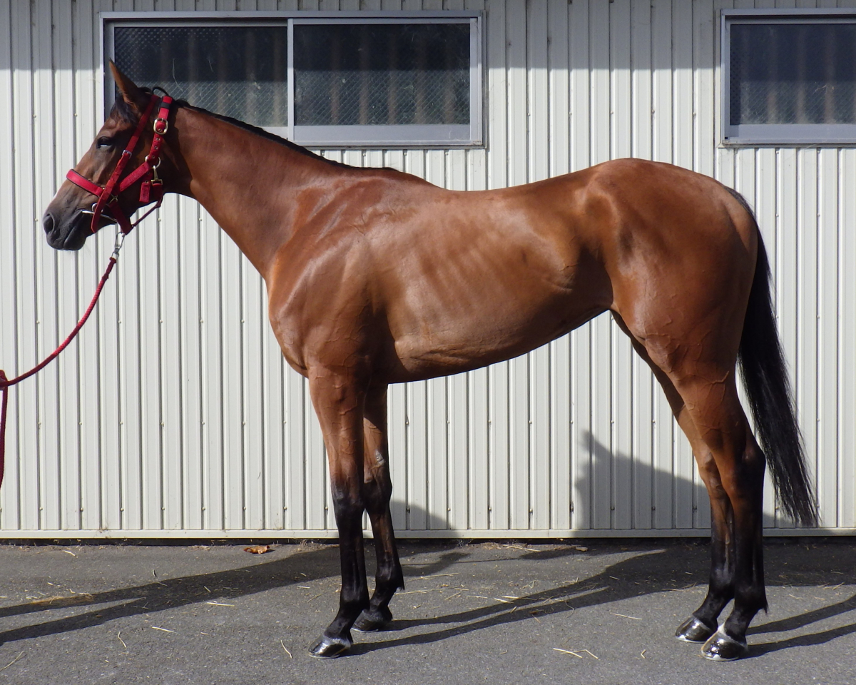 ロングジーニアス　　牝３歳　　※中央競馬　登録抹消_main1