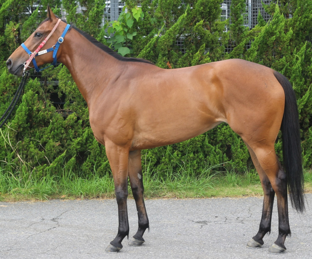 トゥスコラーナ　　牝３歳　　※中央競馬　登録抹消_main1