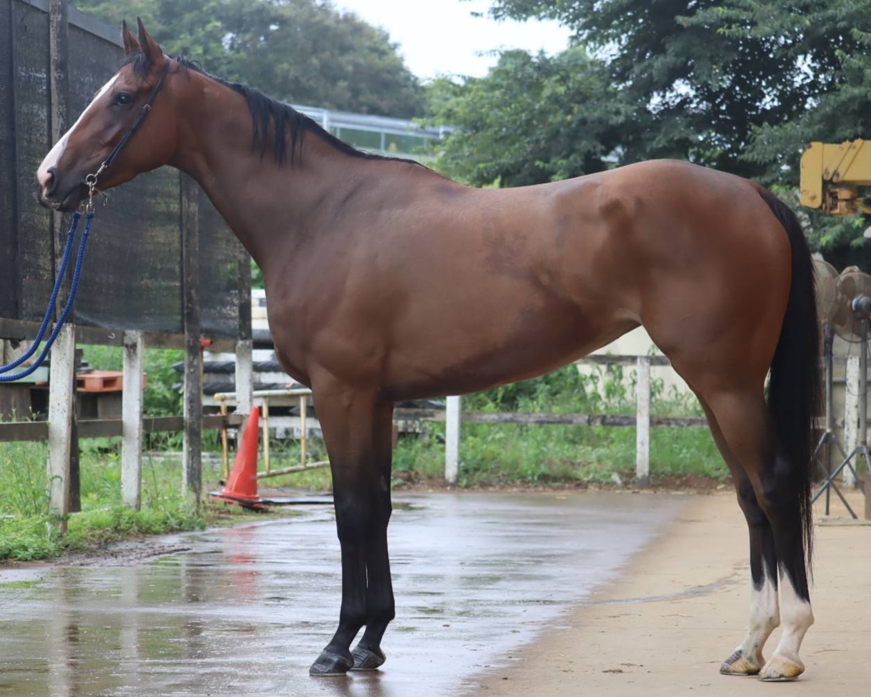 ゼフィリア　　牝３歳　　※中央競馬　登録抹消_main1