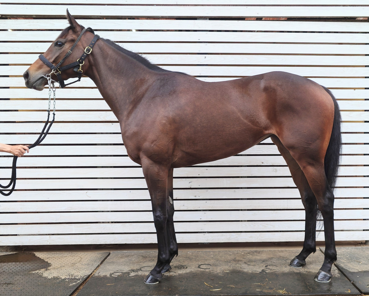 ルクリーシア　　牝３歳　　※中央競馬　登録抹消_main1