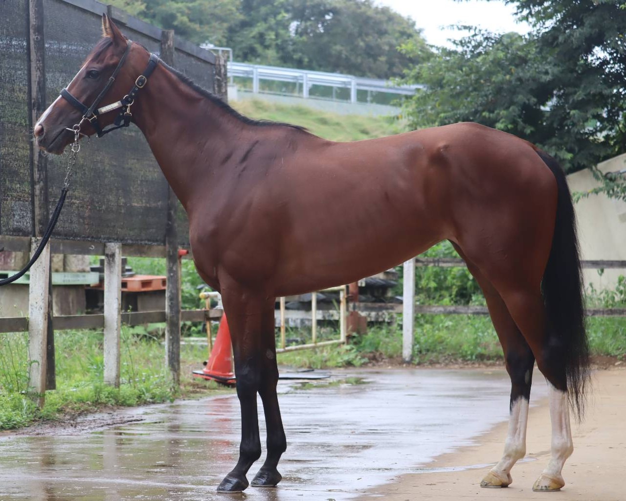 ロジマギー　　牝３歳　　※中央競馬　登録抹消_main1