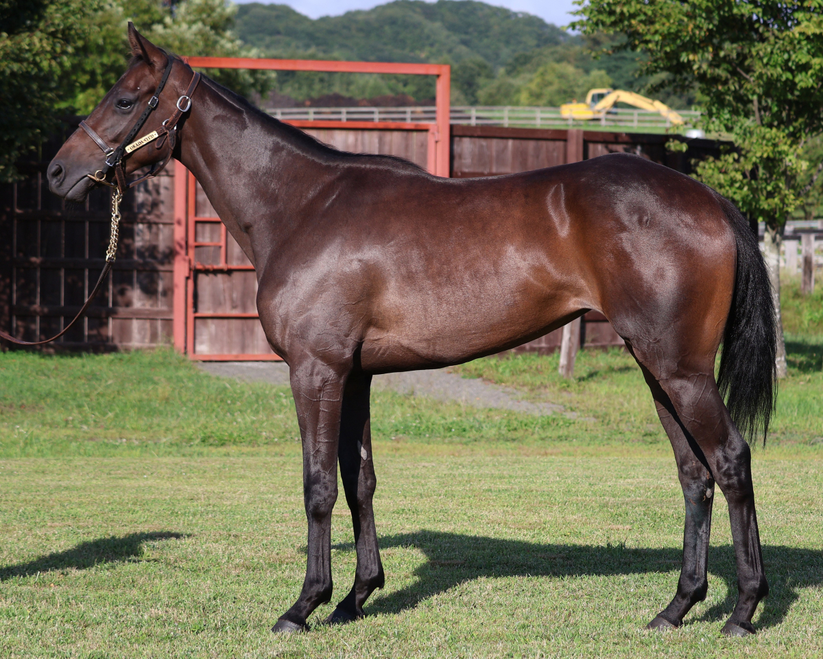 タッタータ　　牝２歳　　※地方競馬　在籍_main1