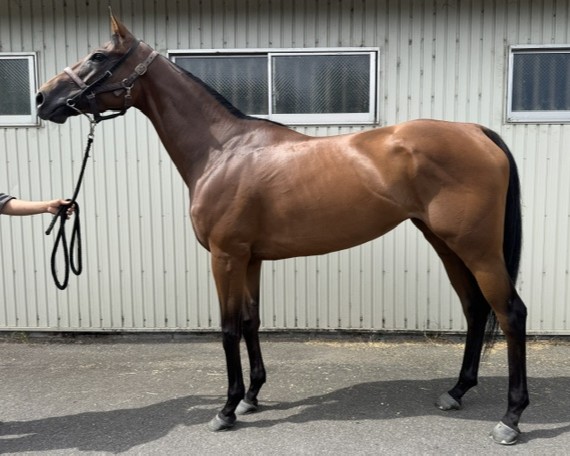 ノーブルシャン　　牝５歳　　※地方競馬　在籍_main1