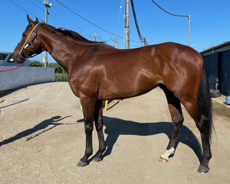 エルゲルージ　　牡７歳　　※地方競馬　在籍_main1