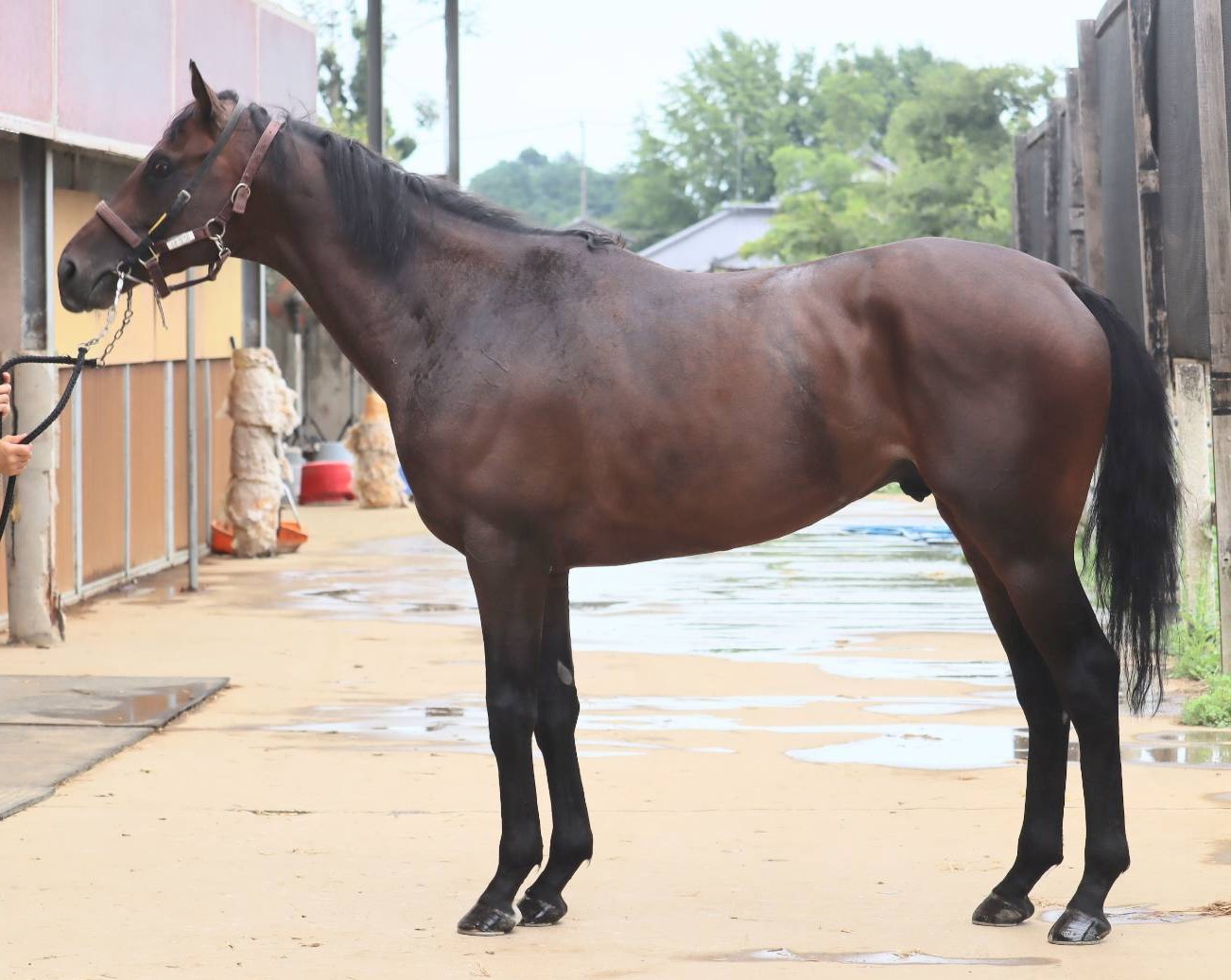 ドロワ　　牡３歳　　※中央競馬　登録抹消_main1