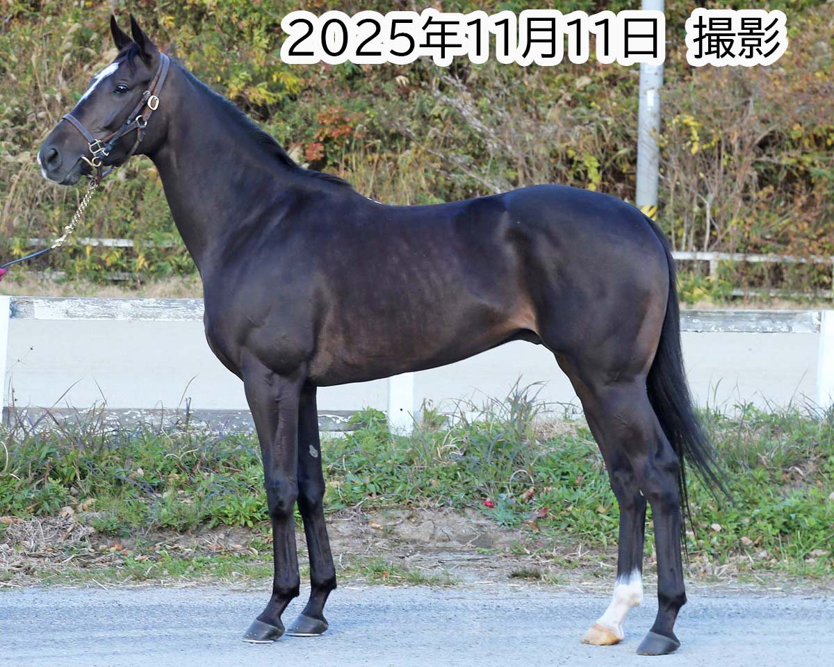 ウィングコマンダー　　セン４歳　　※地方競馬　在籍_main1