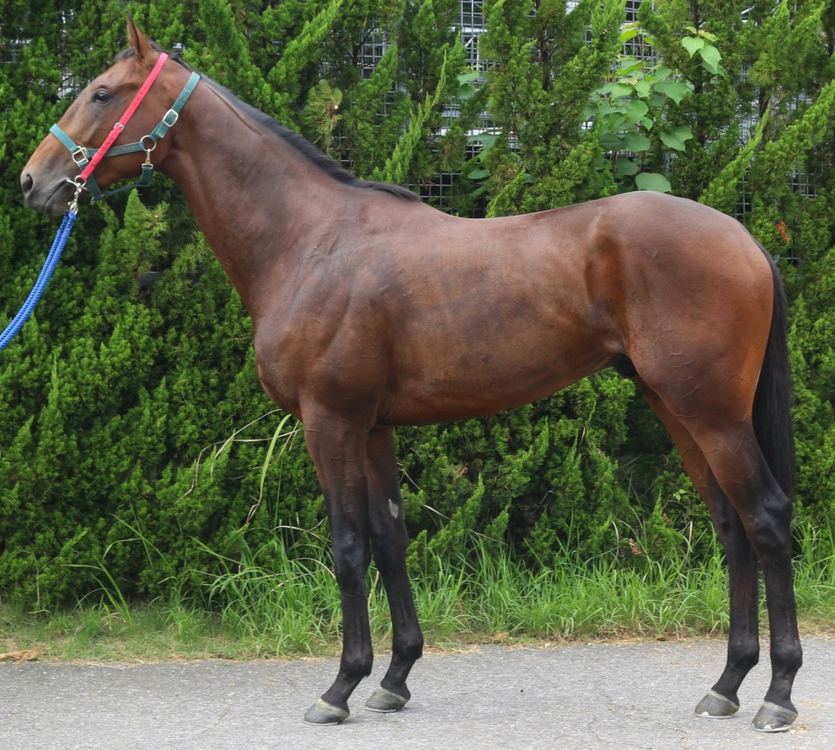 ドリームオブコージ　　牡２歳　　※中央競馬　登録抹消_main1