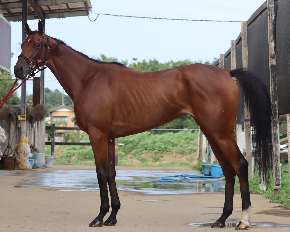 ラスターヴァース 牝3歳 ※中央競馬 登録抹消 | サラブレッドオークション