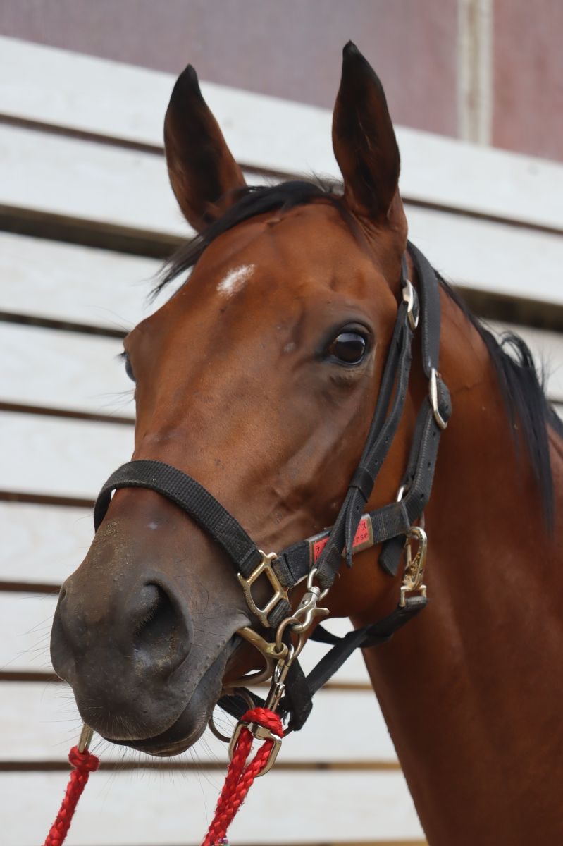 ラスターヴァース 牝3歳 ※中央競馬 登録抹消 | サラブレッドオークション
