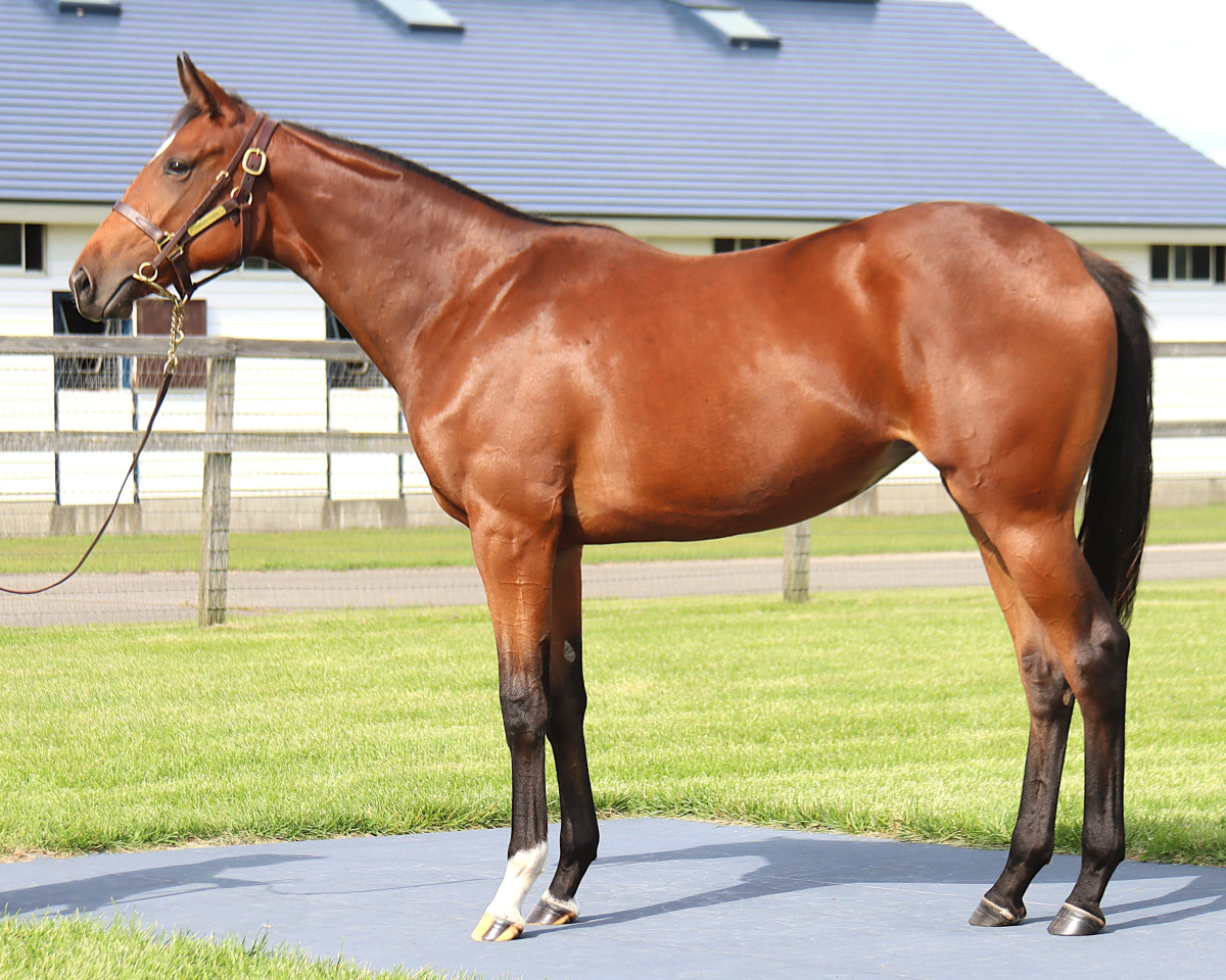 ワイの25　　牝１歳　　※育成馬　育成中の１歳馬_main1