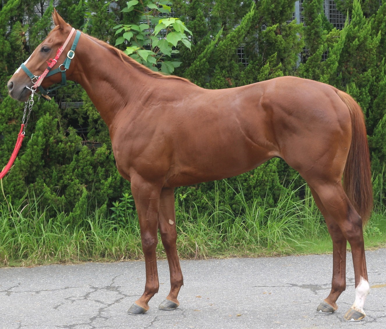 ゴルディアス　　牡２歳　　※中央競馬　登録抹消_main1