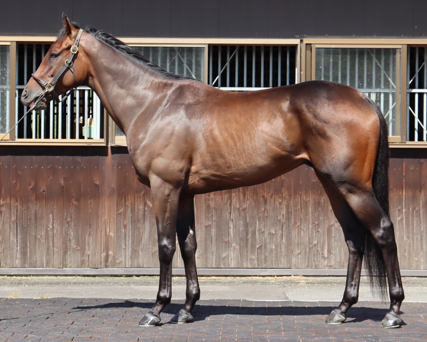 イクオクコウネン　　セン３歳　　※中央競馬　登録抹消_main1