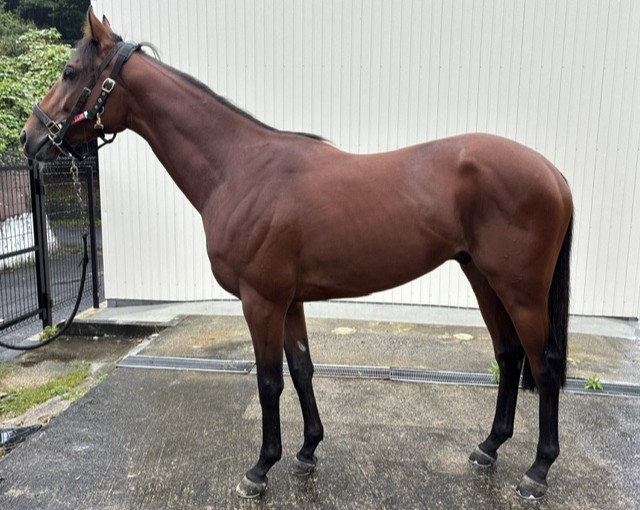 リリーサンダー　　牡３歳　　※中央競馬　登録抹消_main1