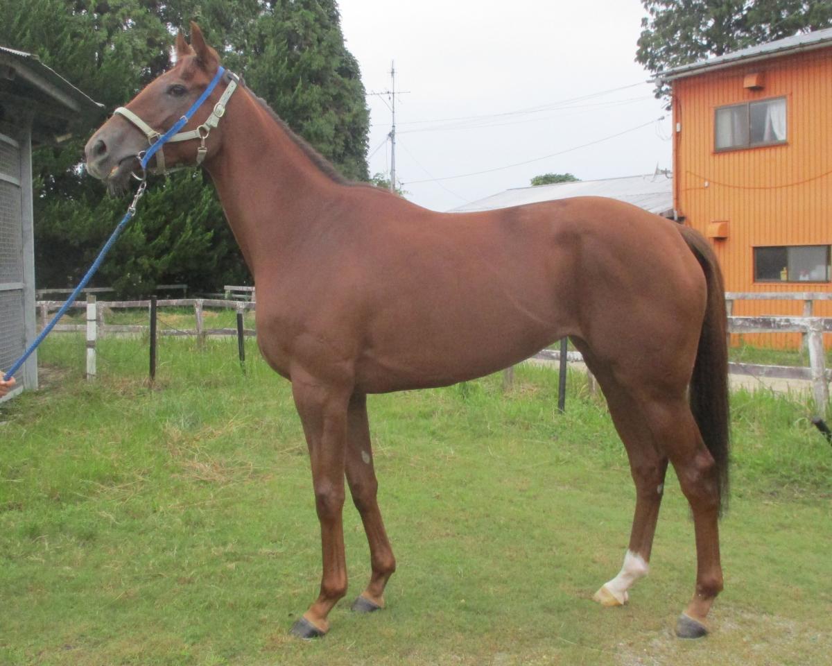 ヴェントステラーレ　　牝４歳　　※中央競馬　登録抹消_main1