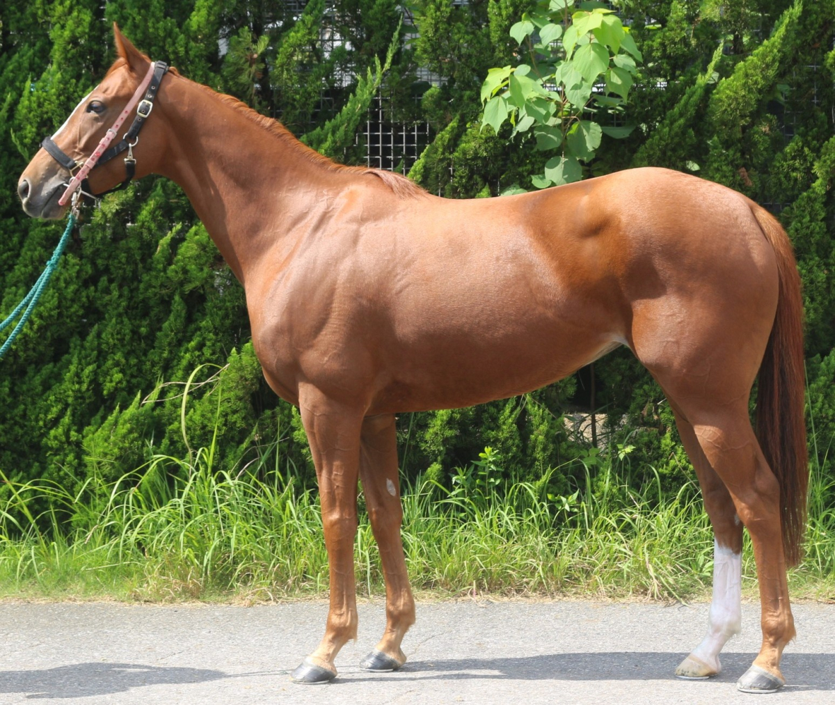 オーケーダイナ　　牝４歳　　※中央競馬　登録抹消_main1