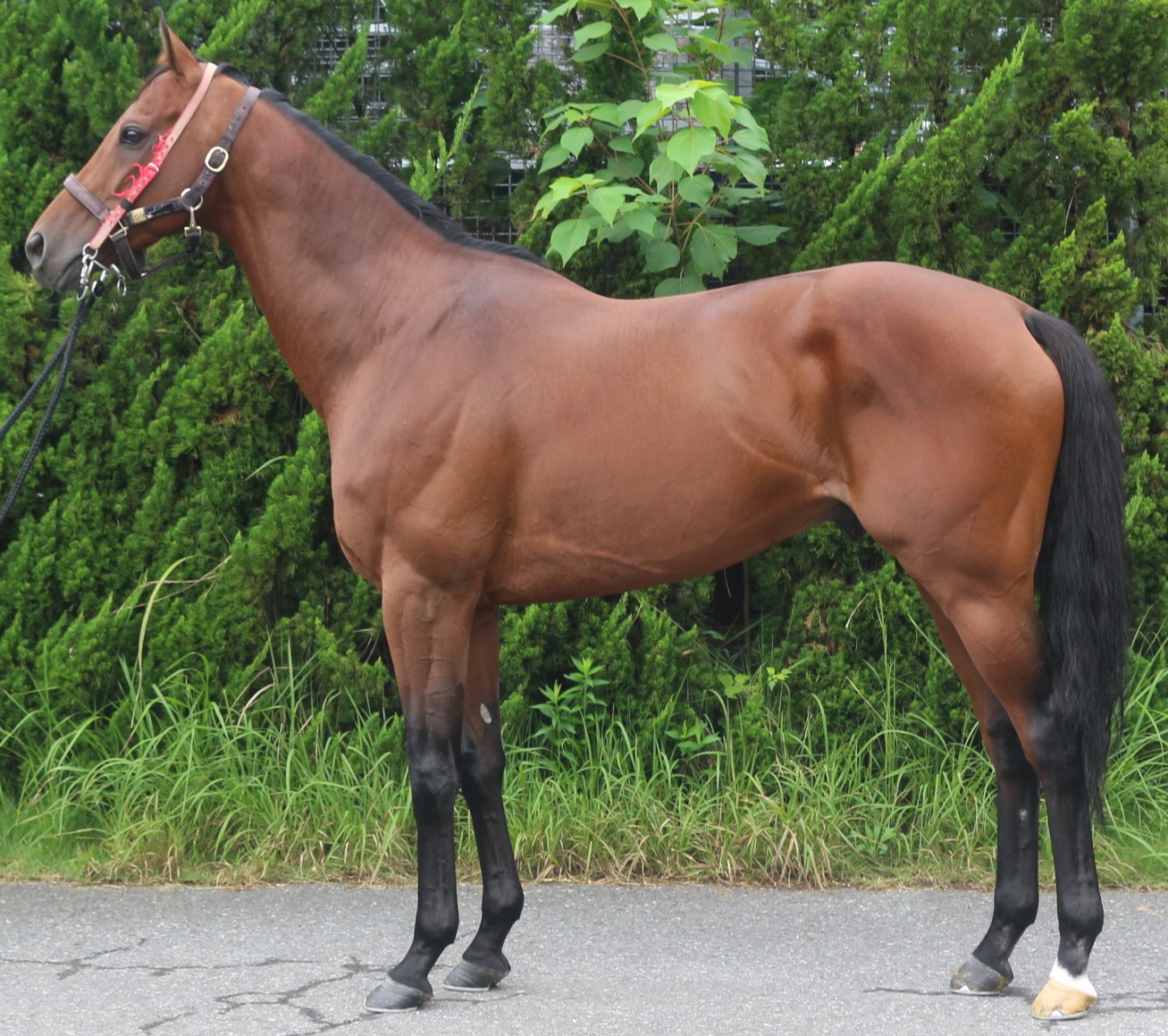 ロイガヴェーグル　　牡６歳　　※中央競馬　登録抹消_main1