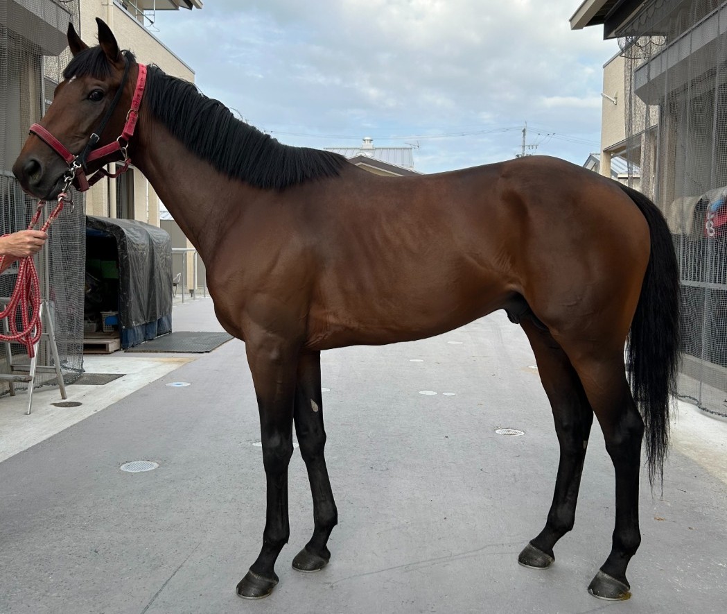 ベラジオマーカス　　牡３歳　　※地方競馬　在籍_main1