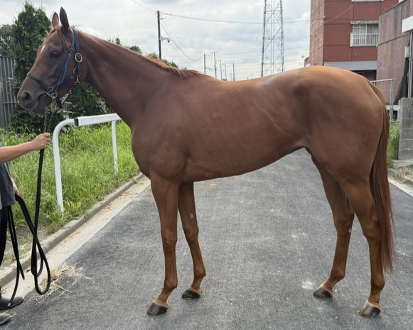 キンパツビジン　　牝３歳　　※地方競馬　在籍_main1