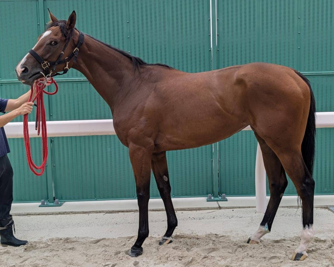 スマートフレイヤ　　牝３歳　　※地方競馬　在籍_main1