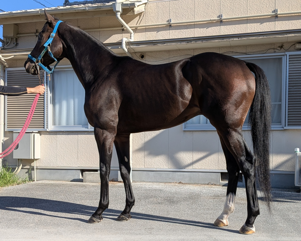 クヴェレ　　牡５歳　　※地方競馬　在籍_main1