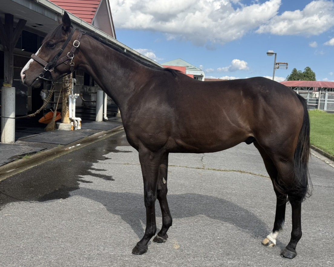 センカンナガト　　牡２歳　　※中央競馬　登録抹消_main1