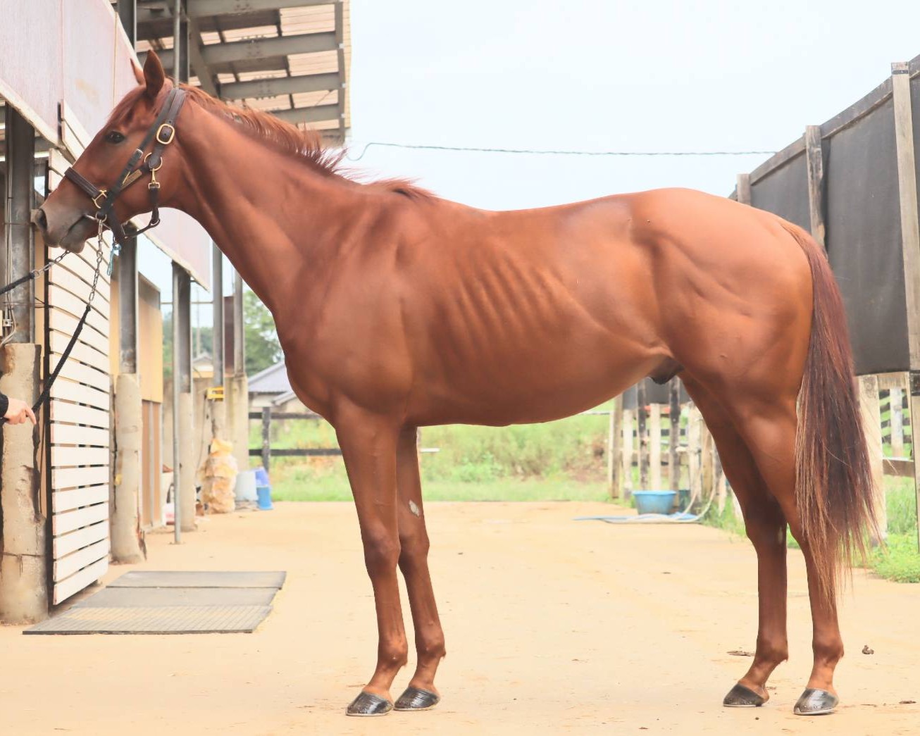 ブリッド　　牡２歳　　※中央競馬　登録抹消_main1