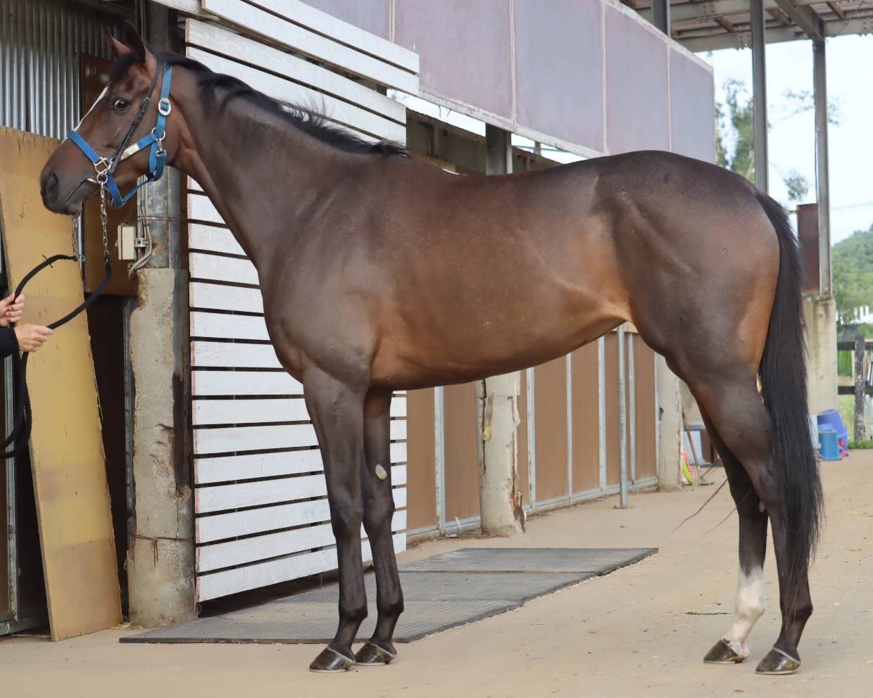 ベアベルヴォワ　　牝２歳　　※中央競馬　登録抹消_main1