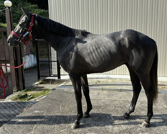 リュコス　　牡２歳　　※中央競馬　登録抹消_main1