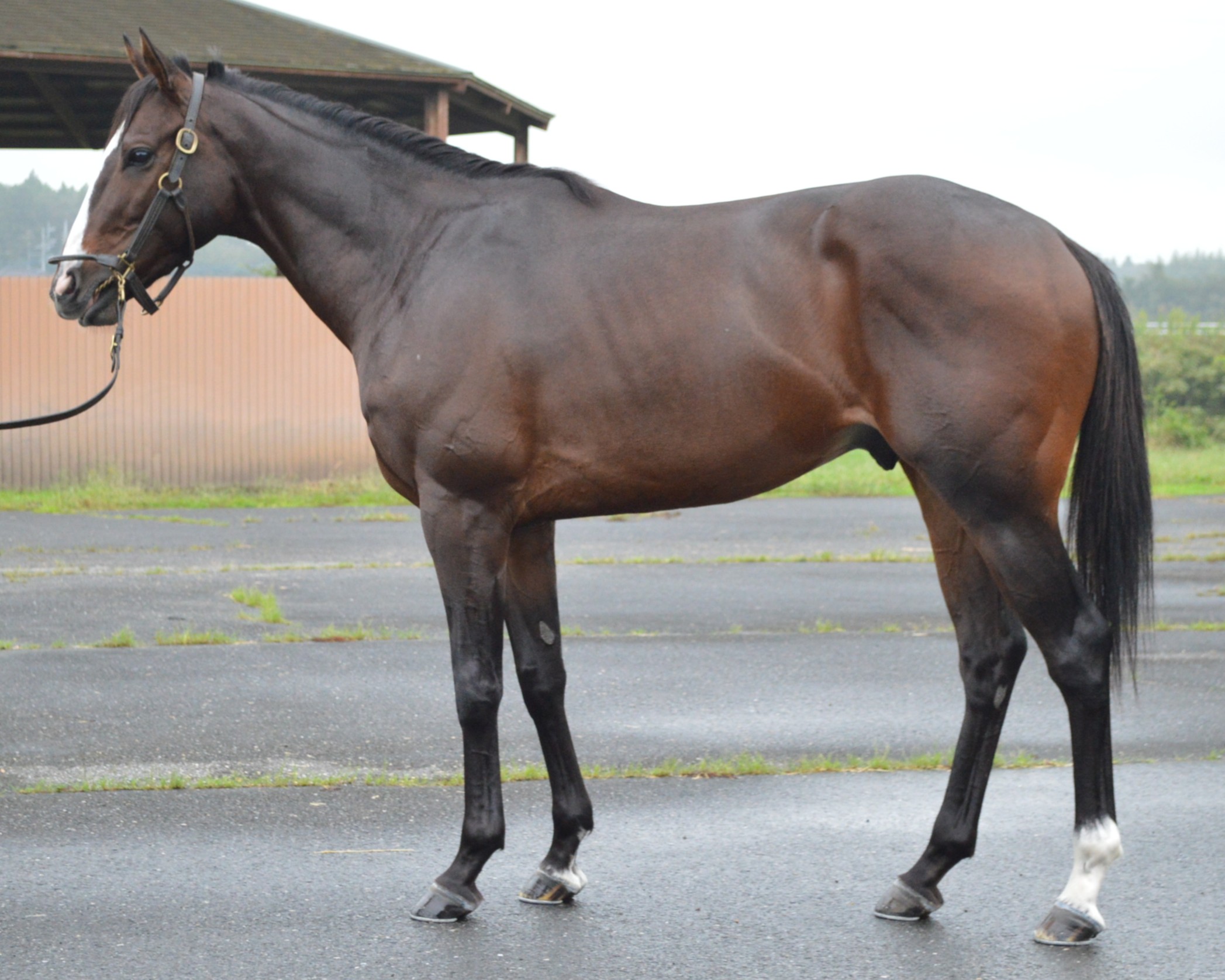 ムーンリットレイン　　牡３歳　　※中央競馬　登録抹消_main1