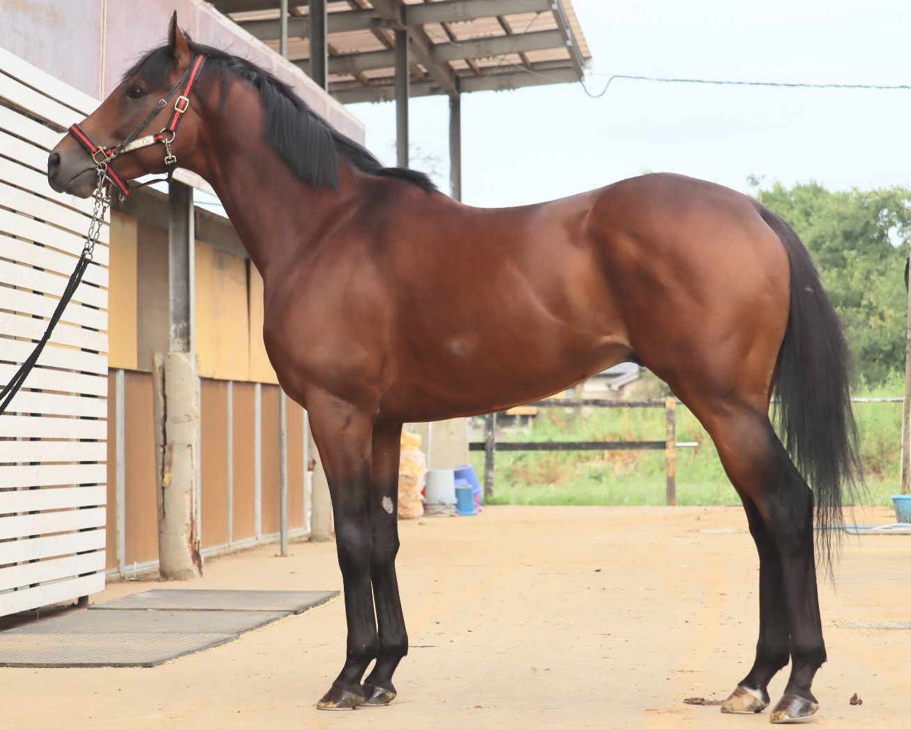 スマートブル　　牡４歳　　※中央競馬　登録抹消_main1