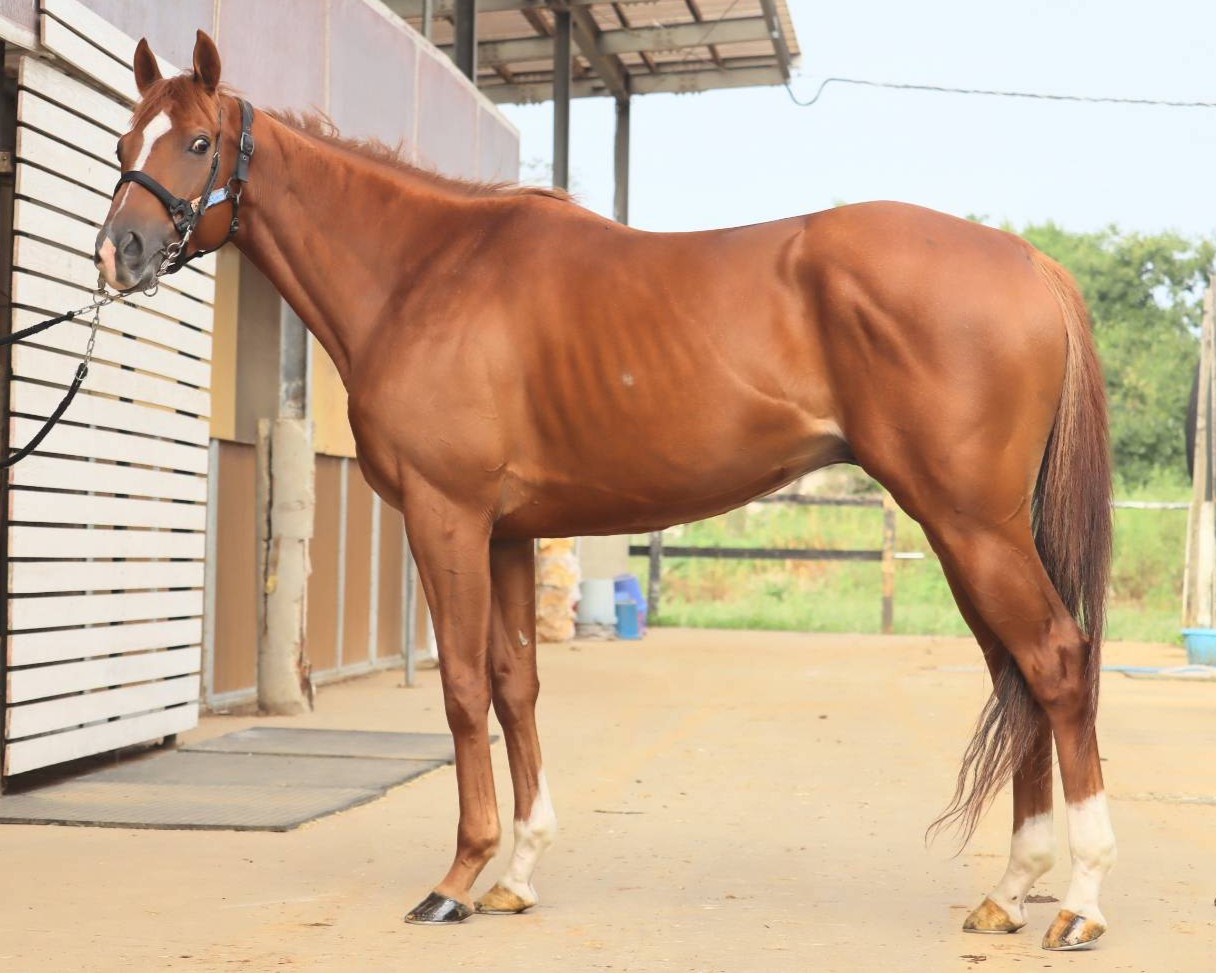 ディースプレマシー　　牡４歳　　※中央競馬　登録抹消_main1