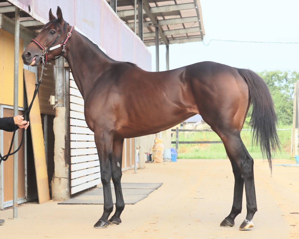 アテンスマイル　　牝５歳　　※中央競馬　登録抹消_main1
