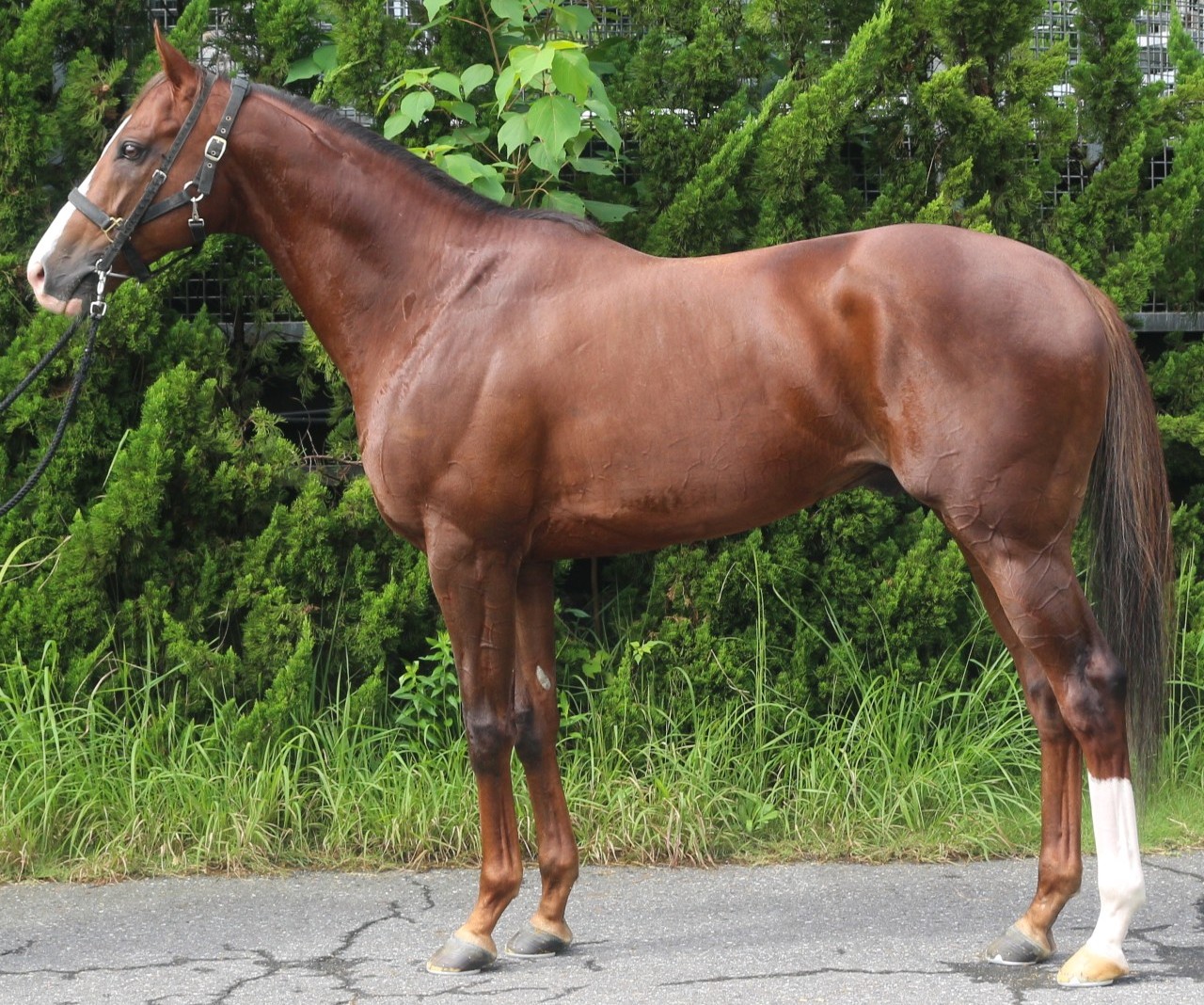ポルトドール　　牡６歳　　※中央競馬　登録抹消_main1