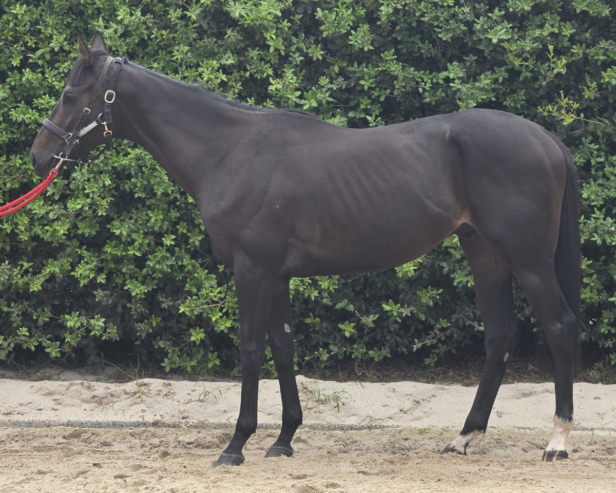 フクノショコラード　　牡２歳　　※地方競馬　在籍_main1