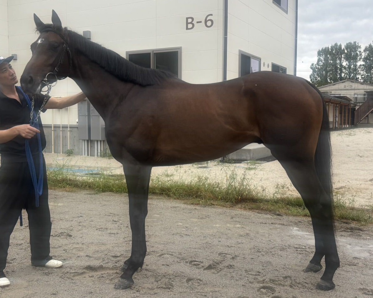グレイイメル　　牡３歳　　※地方競馬　在籍_main1