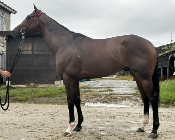 スカイプレリュード　　牡３歳　　※地方競馬　在籍_main1