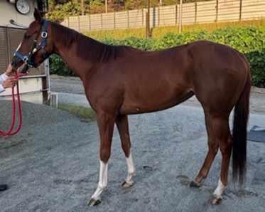 エイシンリール　　牝３歳　　※地方競馬　在籍_main1