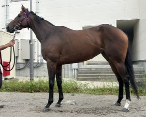 ピアス　　牝３歳　　※地方競馬　在籍_main1