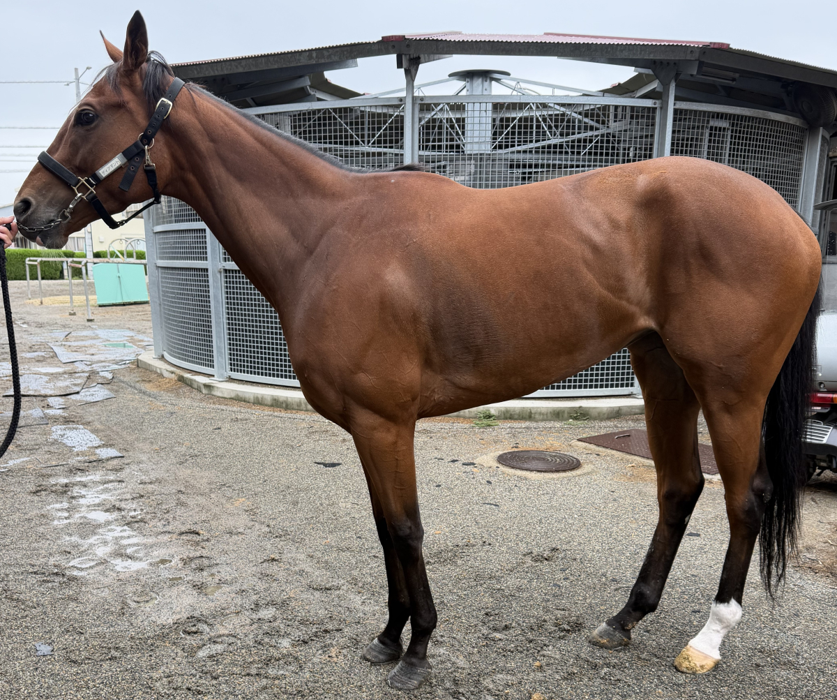 ディアマント　　牝４歳　　※地方競馬　在籍_main1