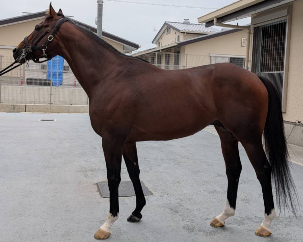 ナムラロビン　　牡４歳　　※地方競馬　在籍_main1